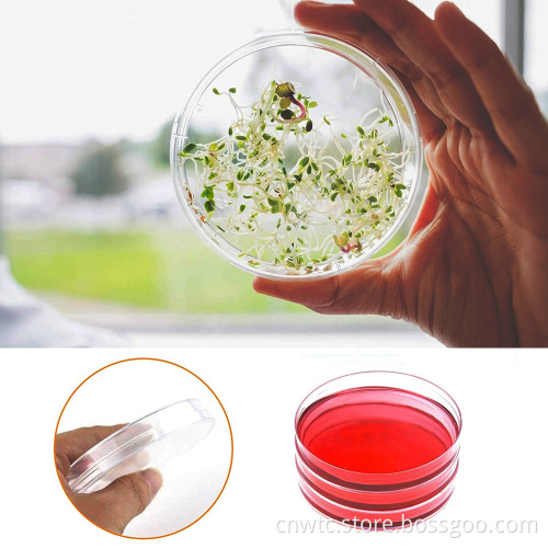 High-Quality Boro Glass Petri Dish for Culturing Animals, Plants, and Bacteria